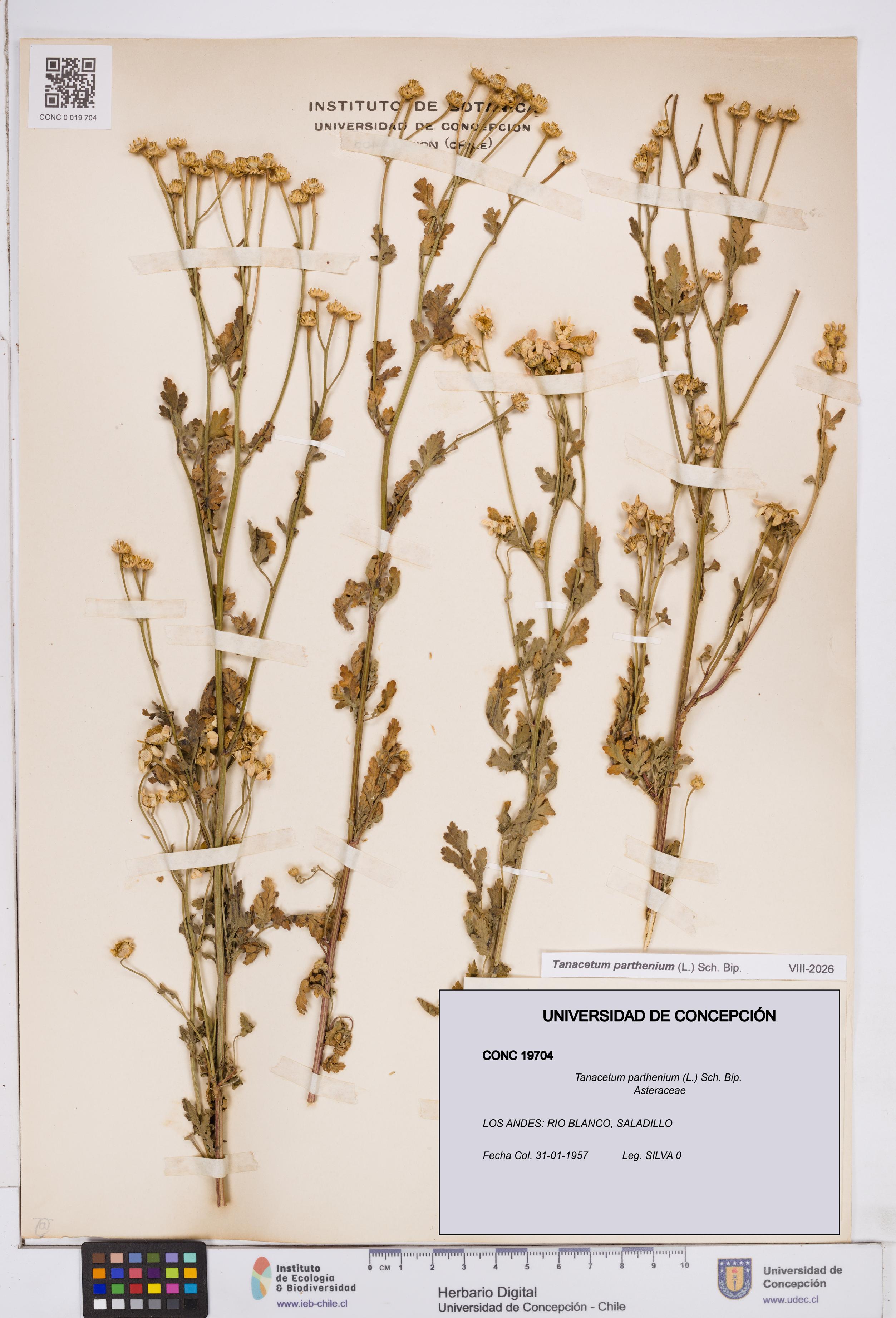 Tanacetum parthenium [Espécimen: ]