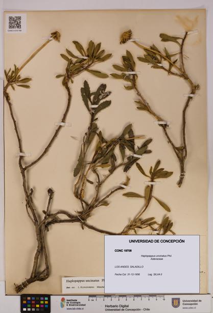 Haplopappus uncinatus [Espécimen: UDEC:CONC:0019708]