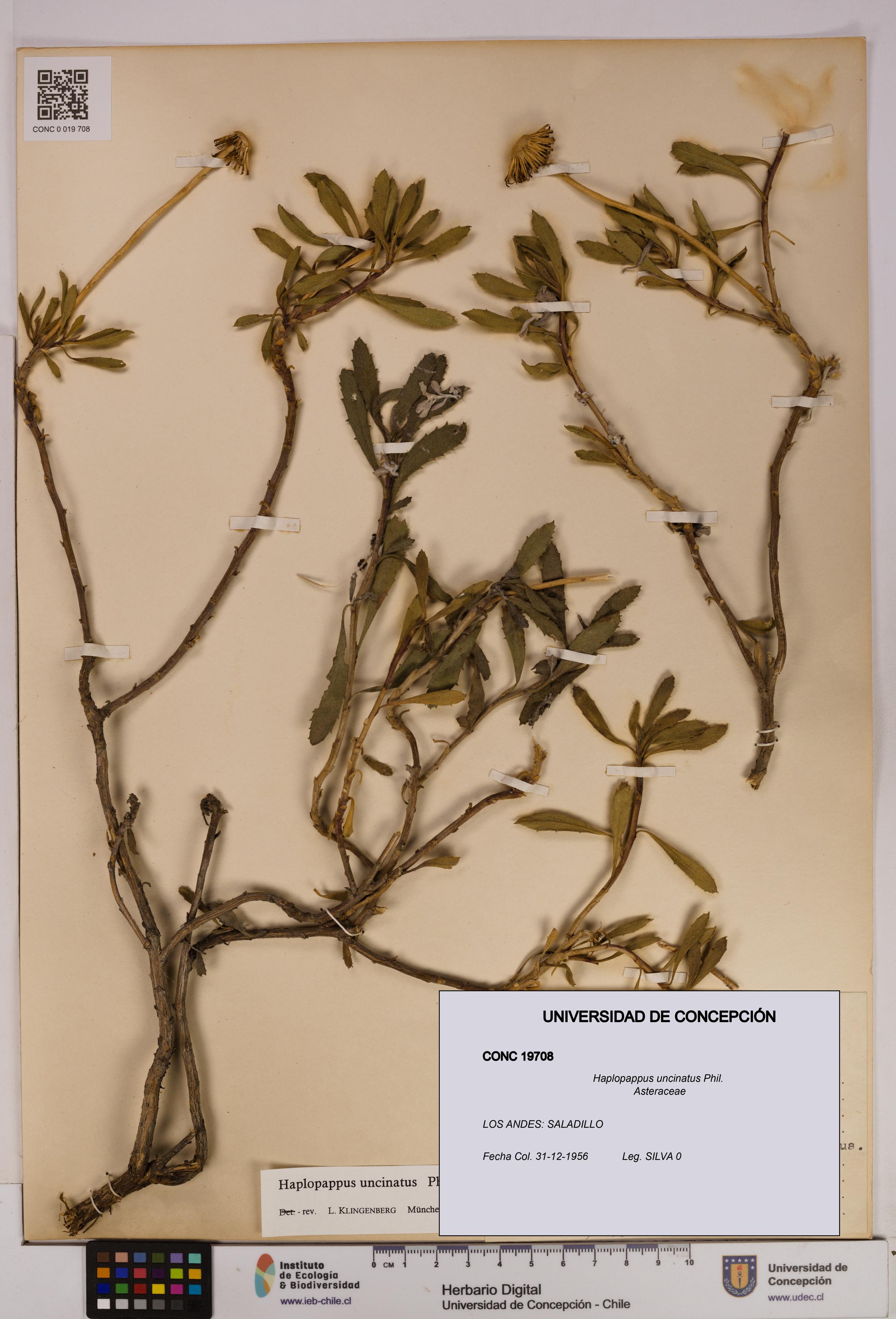 Haplopappus uncinatus [Espécimen: UDEC:CONC:0019708]