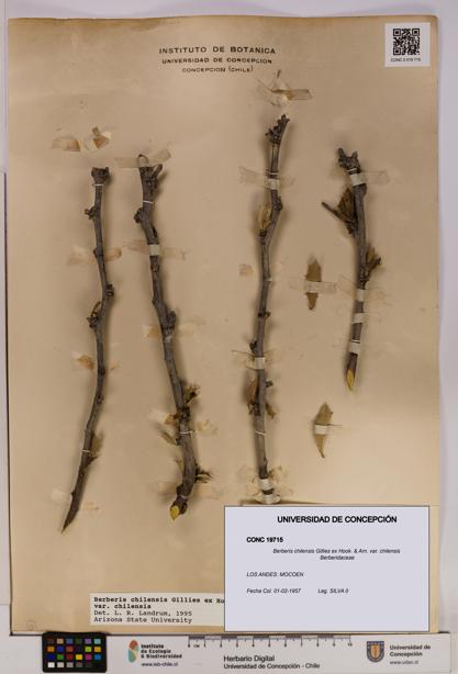 Berberis chilensis var. chilensis [Espécimen: UDEC:CONC:0019715]