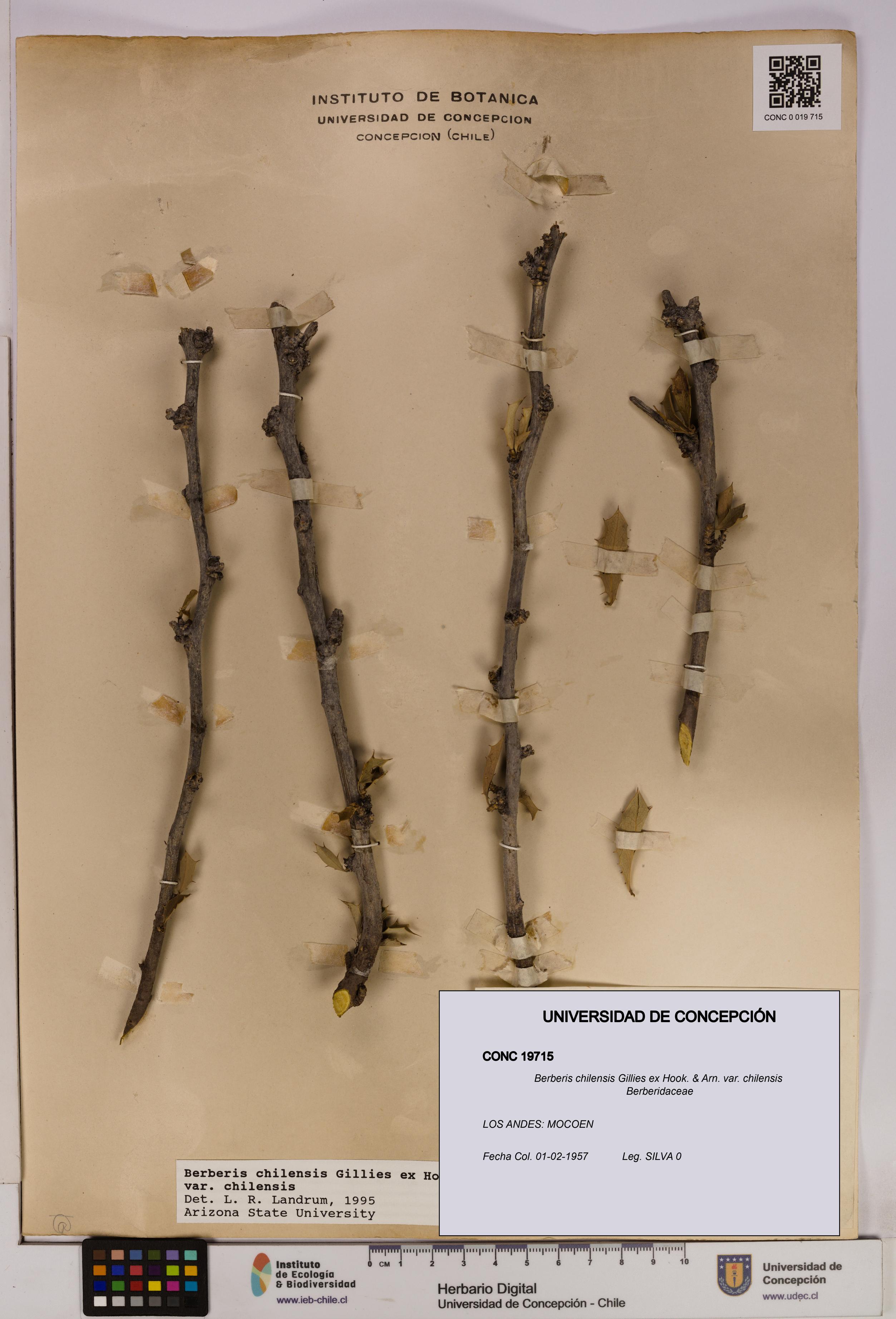 Berberis chilensis var. chilensis [Espécimen: UDEC:CONC:0019715]