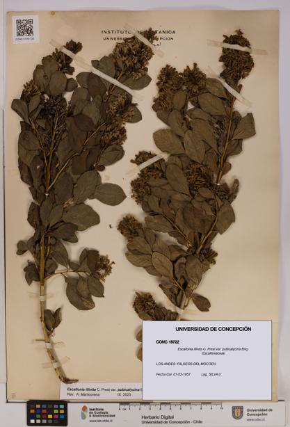 Escallonia illinita [Espécimen: UDEC:CONC:0019722]