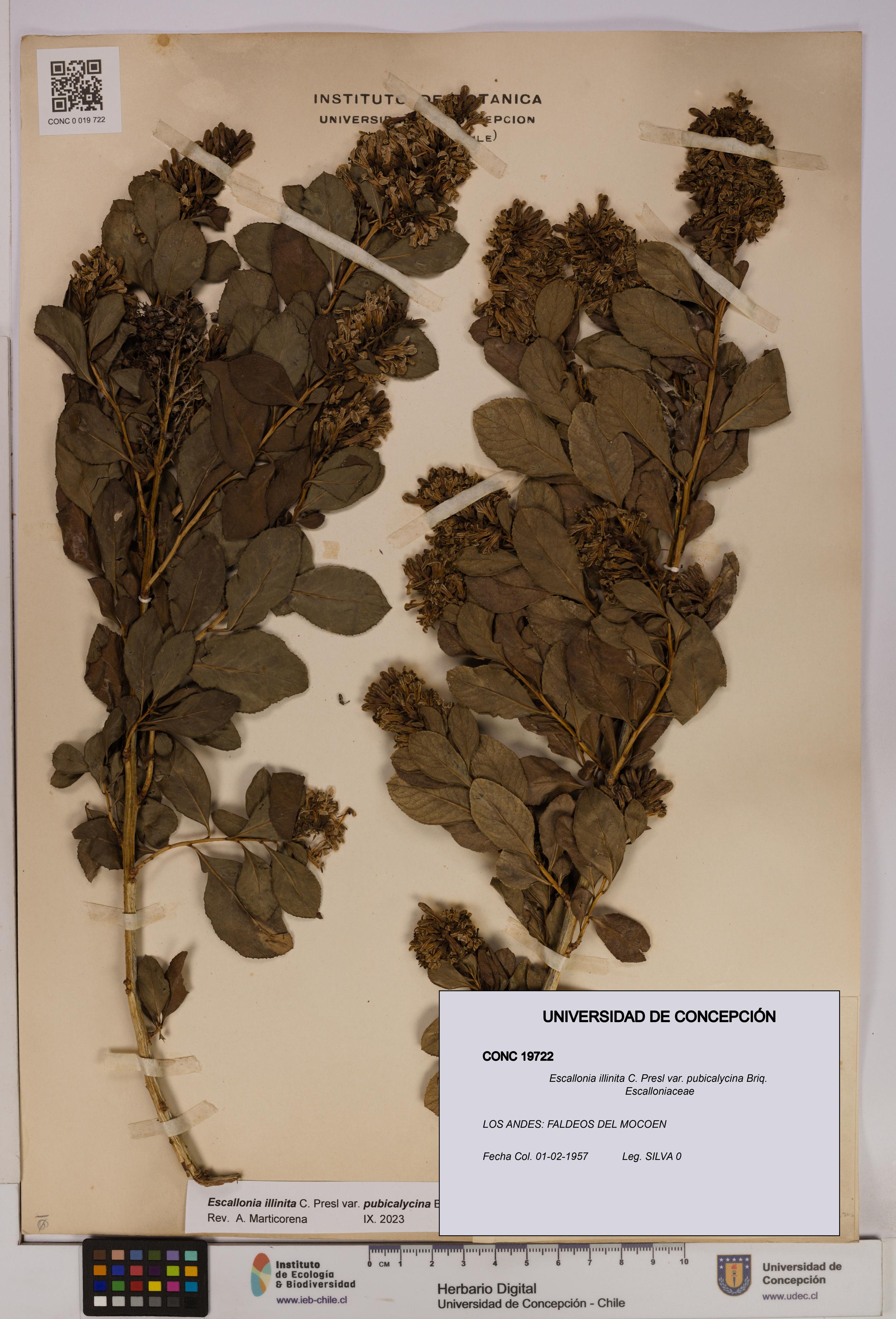 Escallonia illinita [Espécimen: UDEC:CONC:0019722]