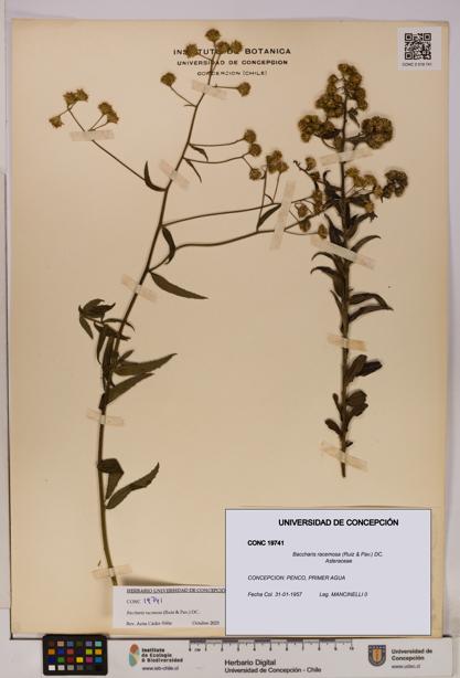 Baccharis racemosa [Espécimen: UDEC:CONC:0019741]