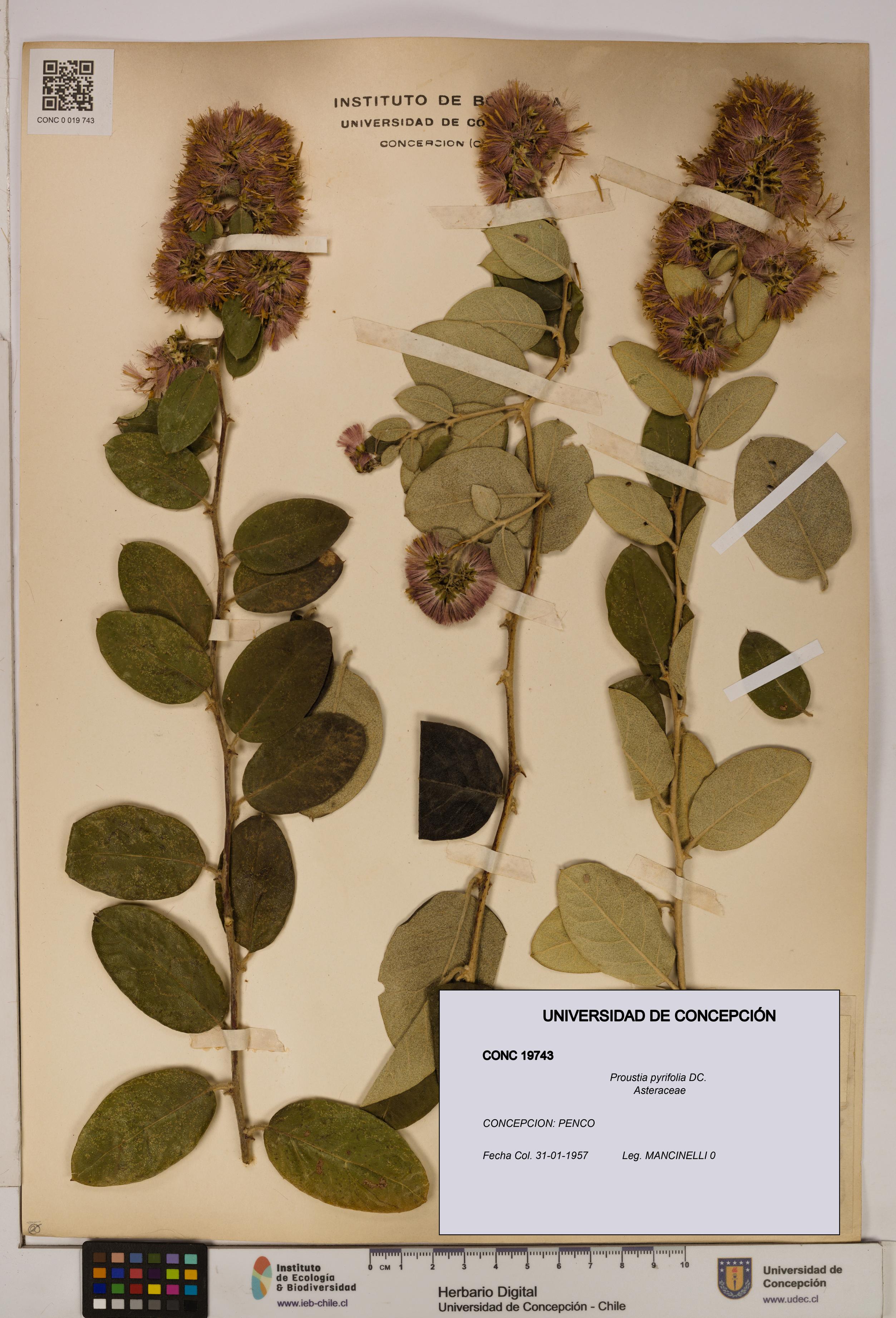 Proustia pyrifolia [Espécimen: UDEC:CONC:0019743]