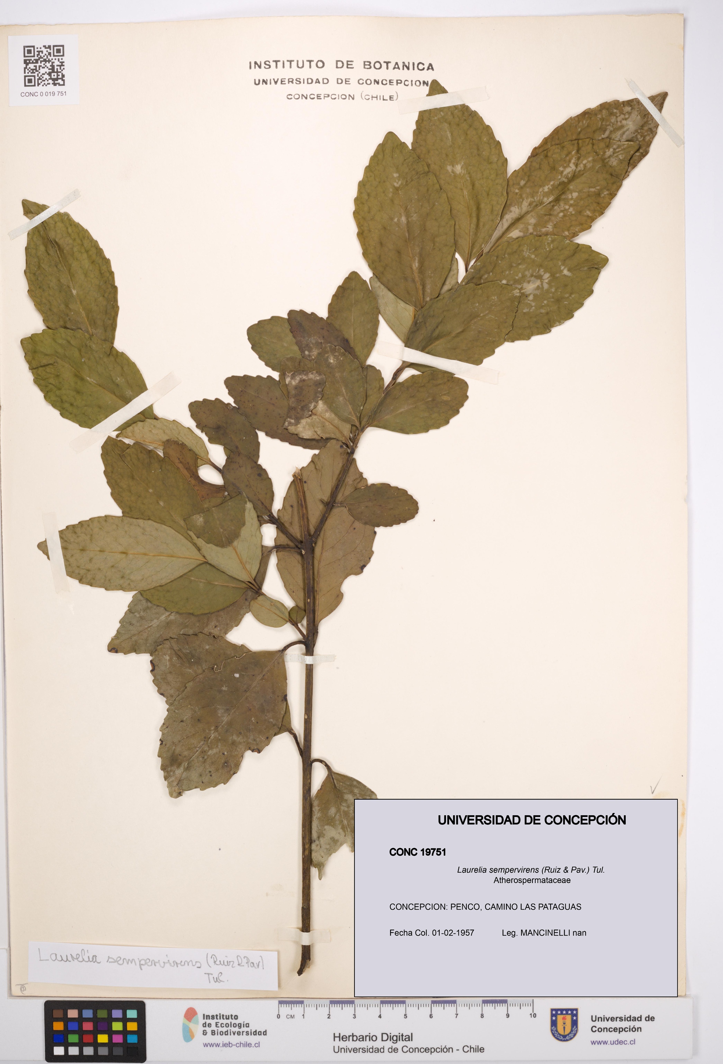 Laurelia sempervirens [Espécimen: UDEC:CONC:0019751]