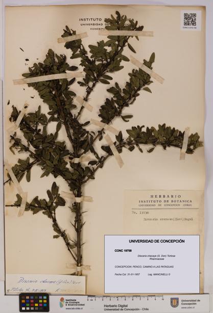 Discaria chacaye [Espécimen: UDEC:CONC:0019758]