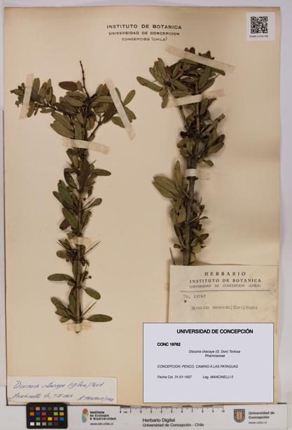 Discaria chacaye [Espécimen: UDEC:CONC:0019762]