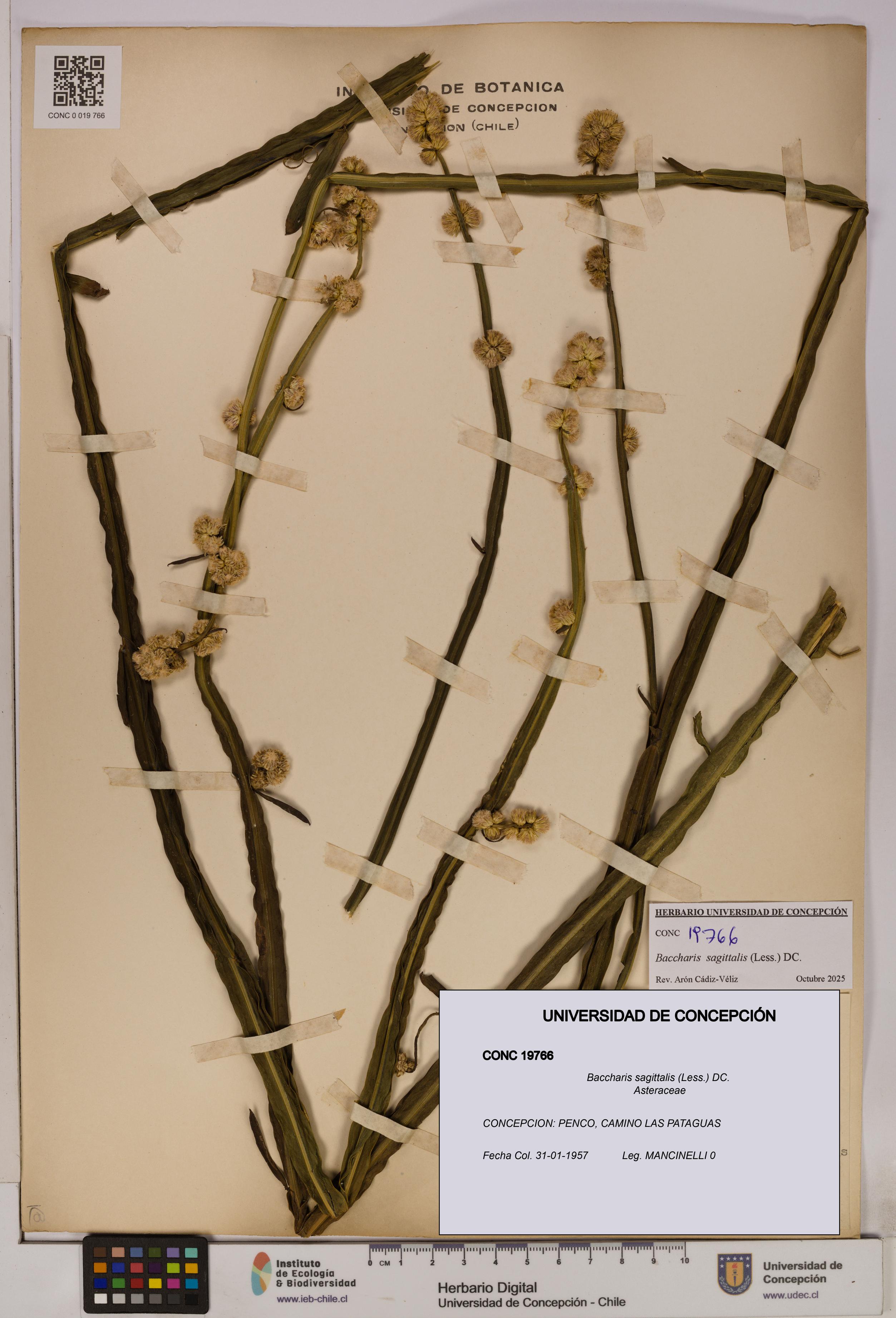 Baccharis sagittalis [Espécimen: UDEC:CONC:0019766]