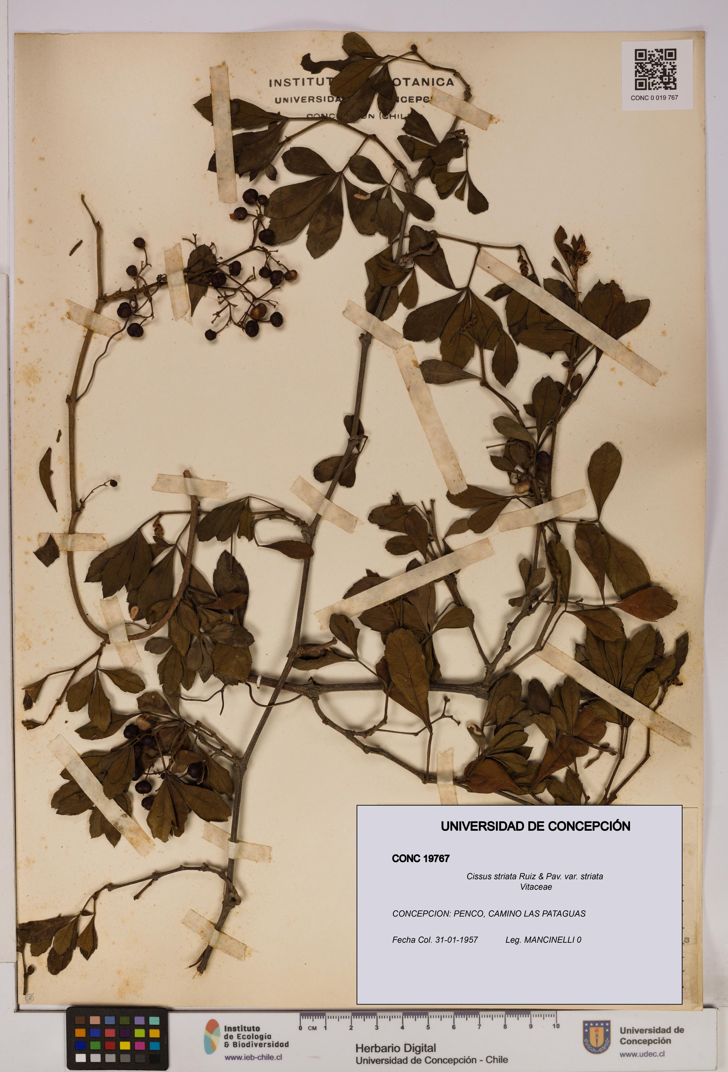 Cissus striata var. striata [Espécimen: UDEC:CONC:0019767]