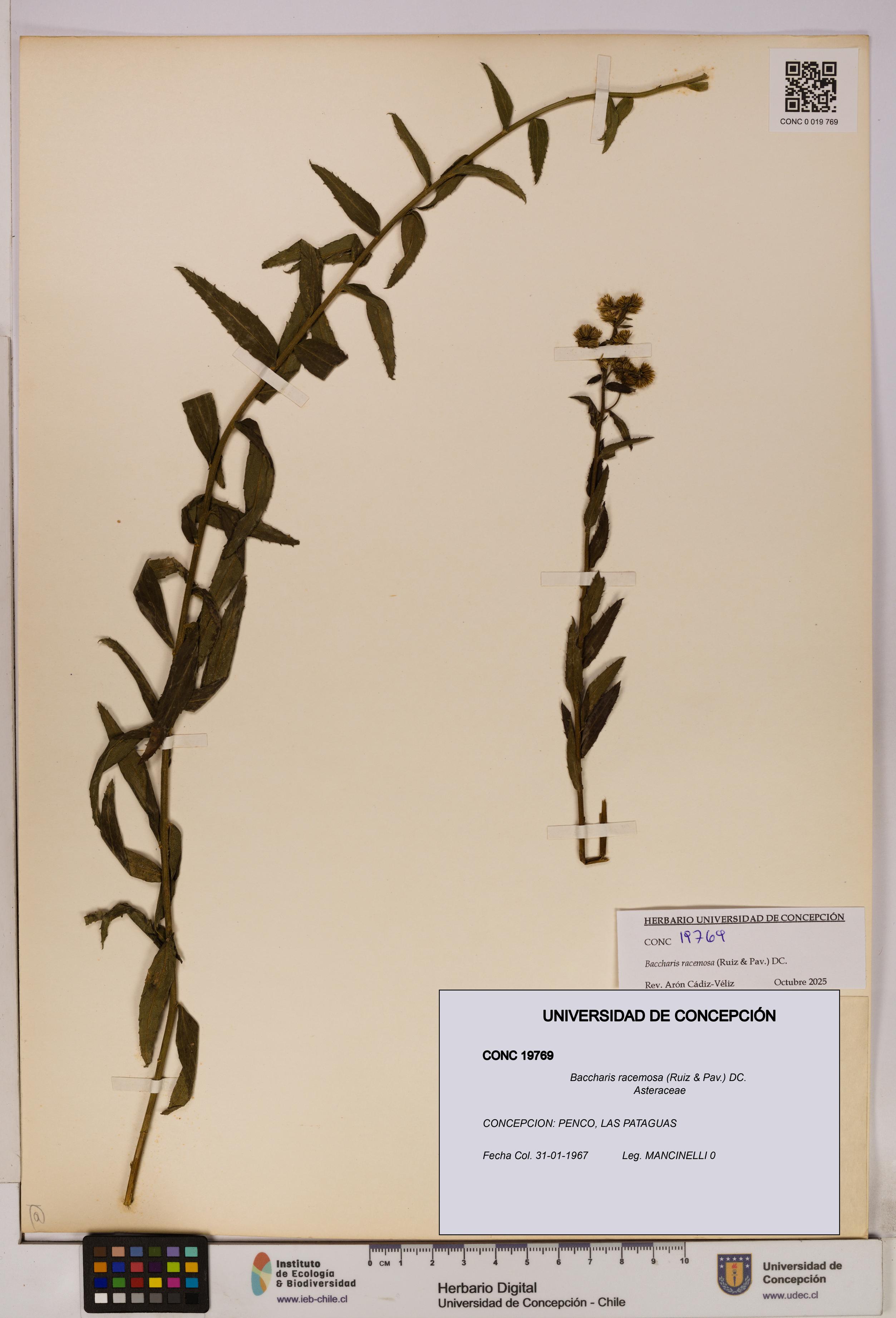 Baccharis racemosa [Espécimen: UDEC:CONC:0019769]