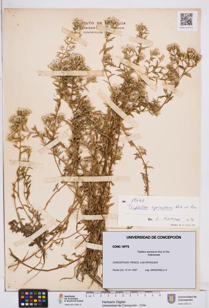 Triptilion spinosum [Espécimen: ]