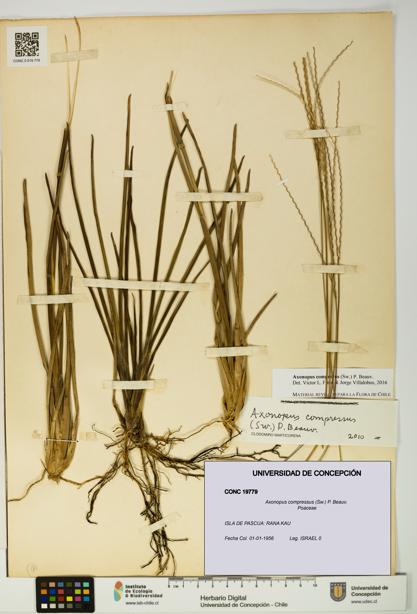 Axonopus compressus [Espécimen: UDEC:CONC:0019779]