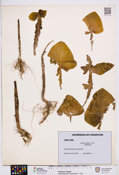 Sonchus asper [Espécimen: ]