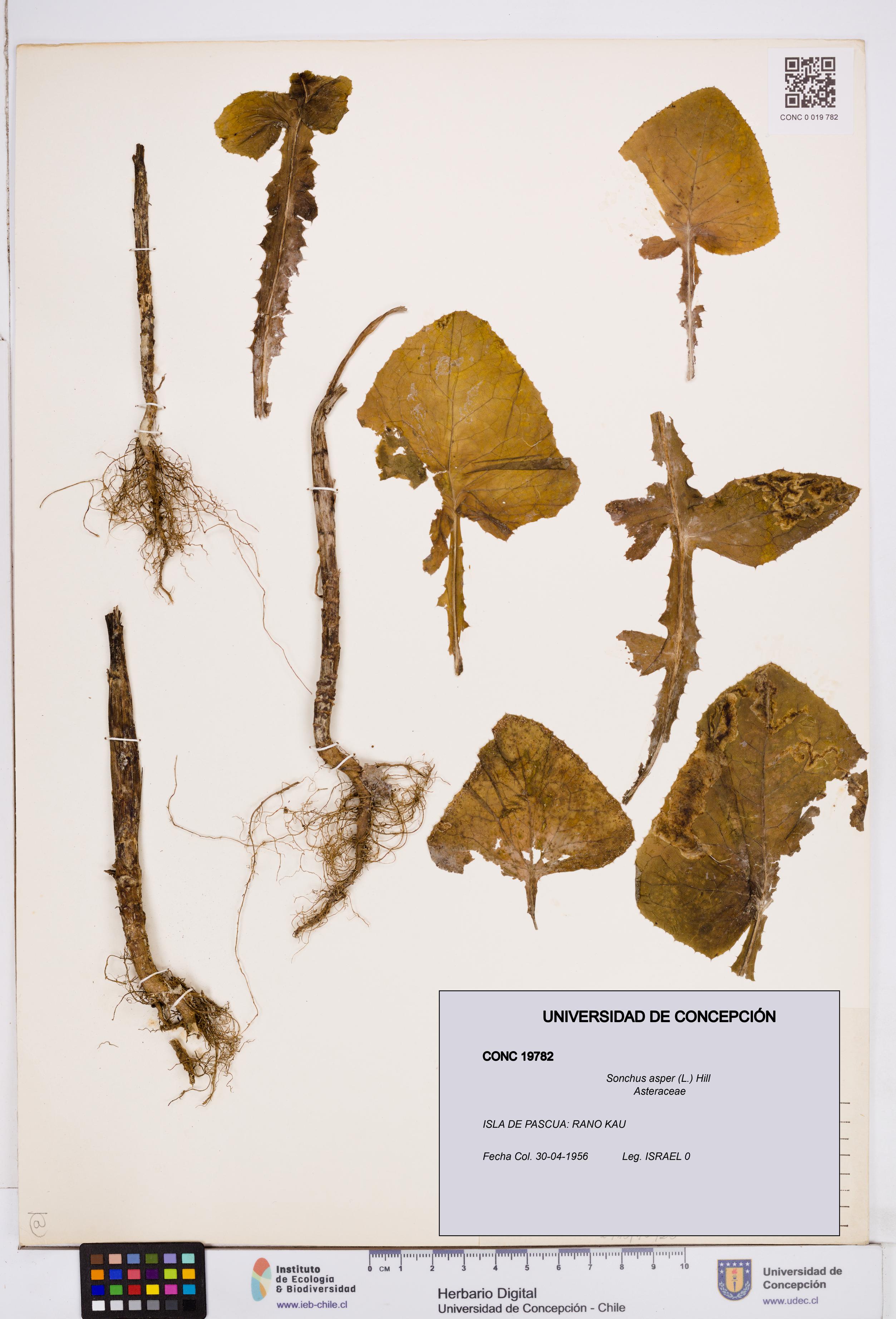 Sonchus asper [Espécimen: ]