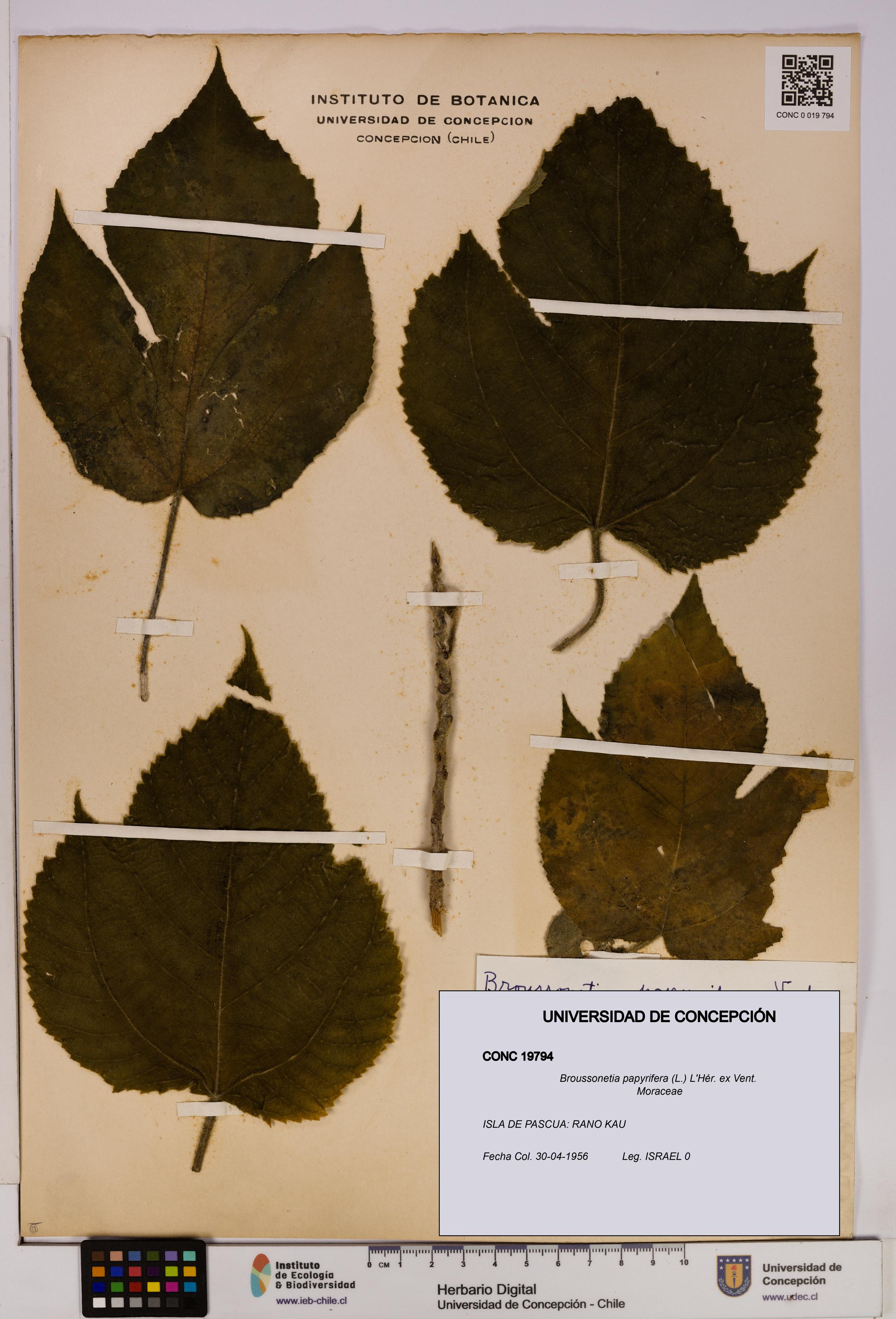 Broussonetia papyrifera [Espécimen: UDEC:CONC:0019794]