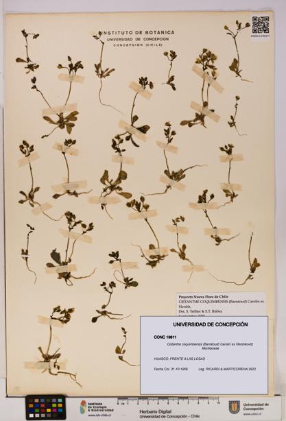 Cistanthe coquimbensis [Espécimen: UDEC:CONC:0019811]
