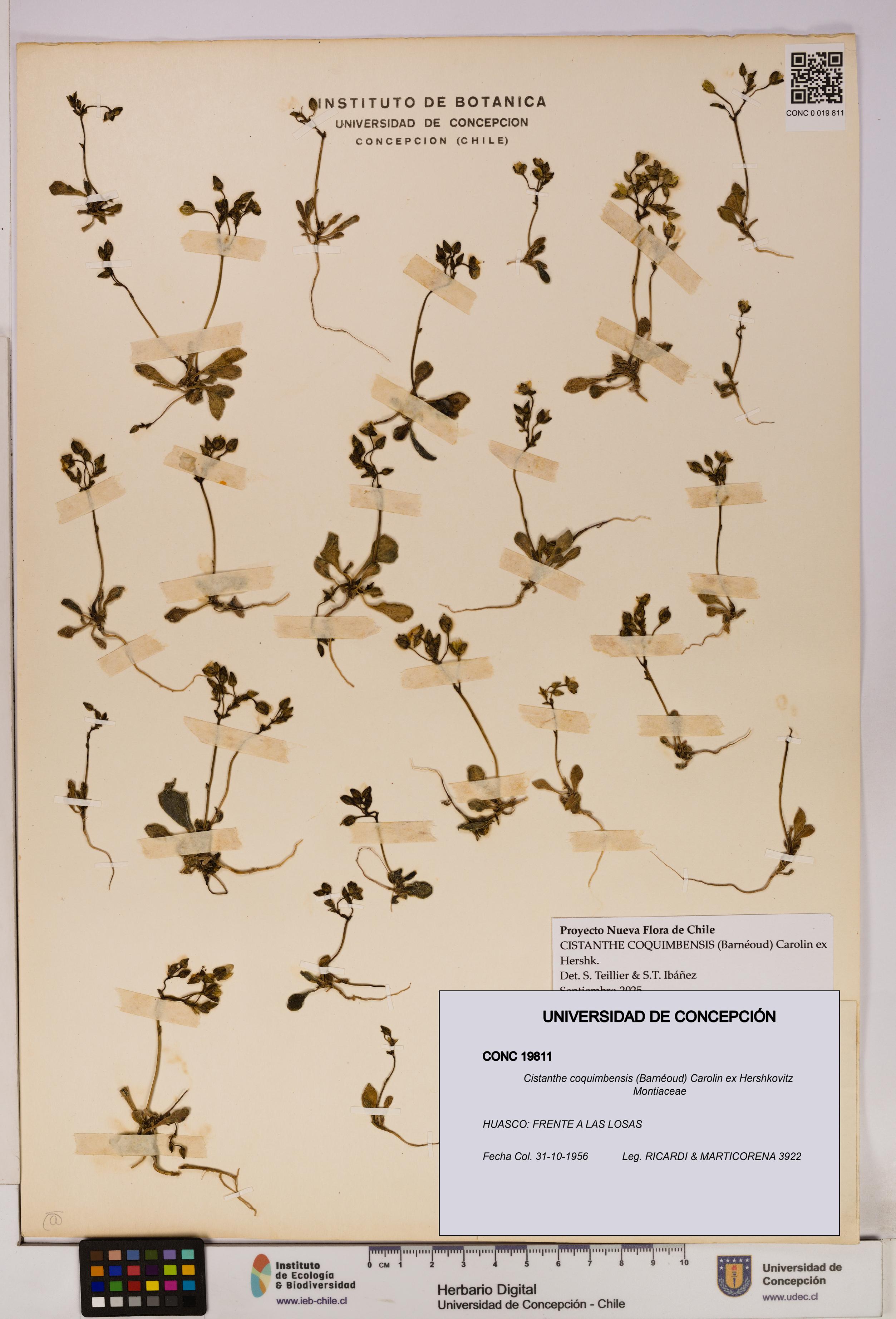 Cistanthe coquimbensis [Espécimen: UDEC:CONC:0019811]