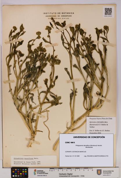 Philippiamra densiflora [Espécimen: ]
