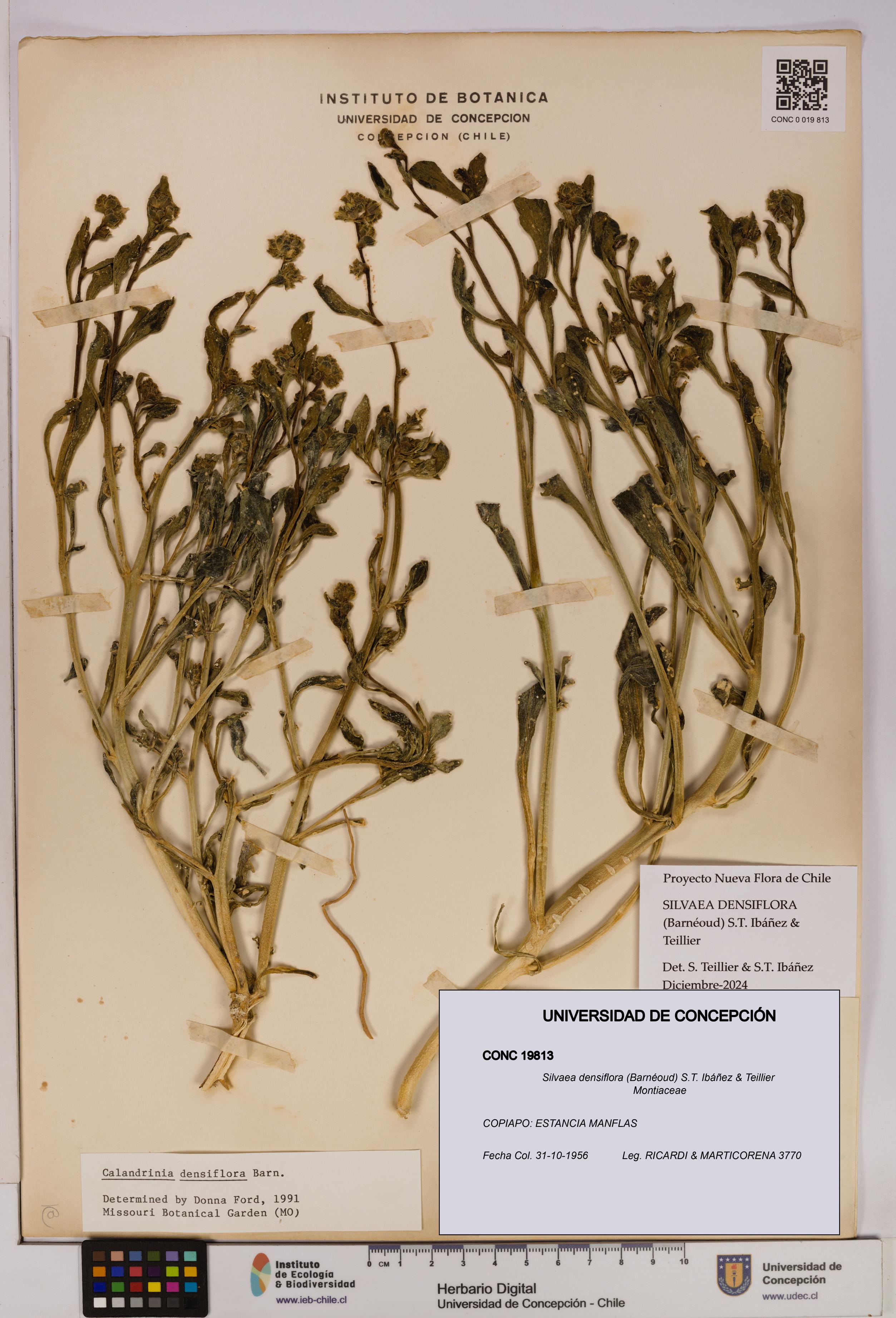 Silvaea densiflora [Espécimen: UDEC:CONC:0019813]