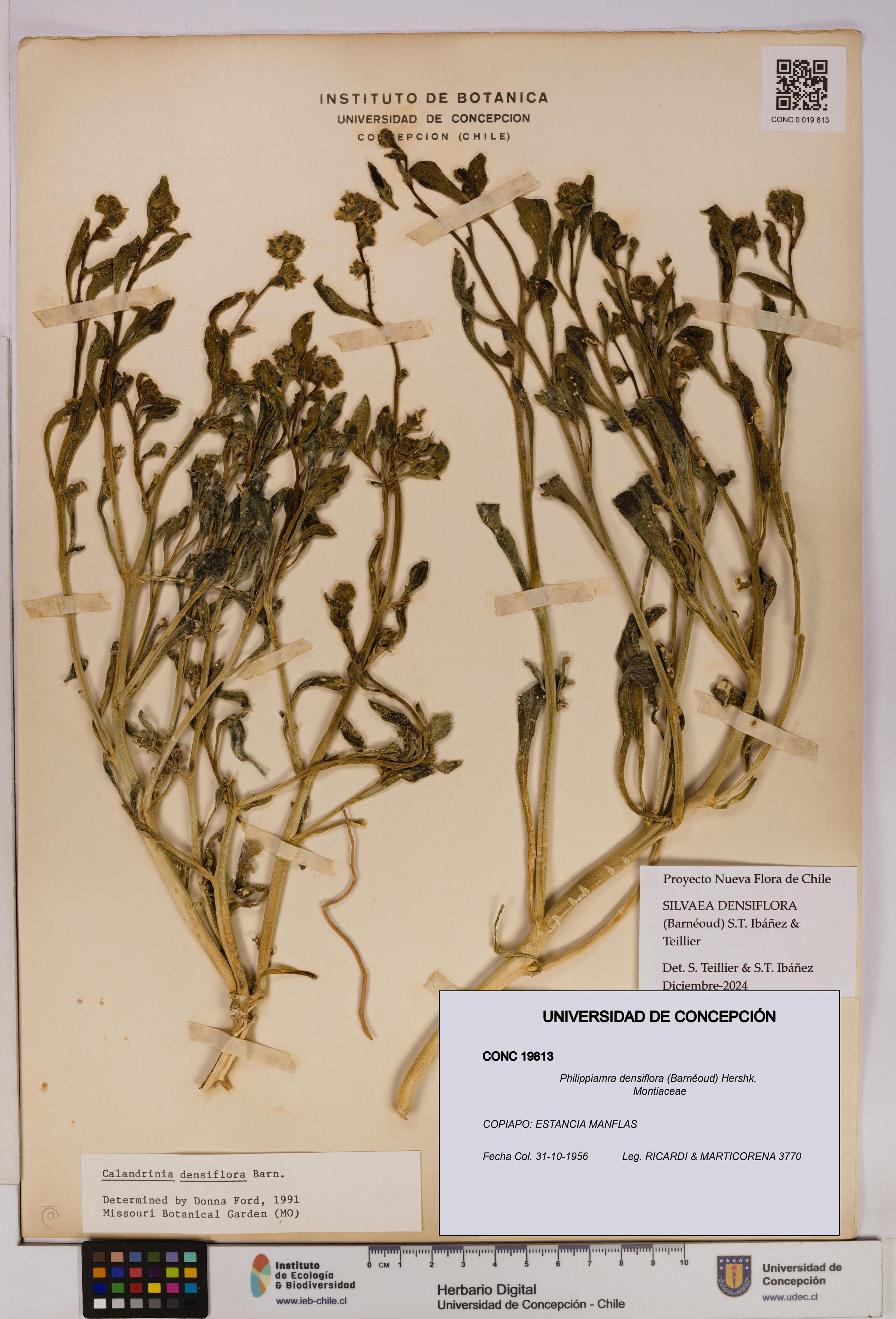Philippiamra densiflora [Espécimen: ]