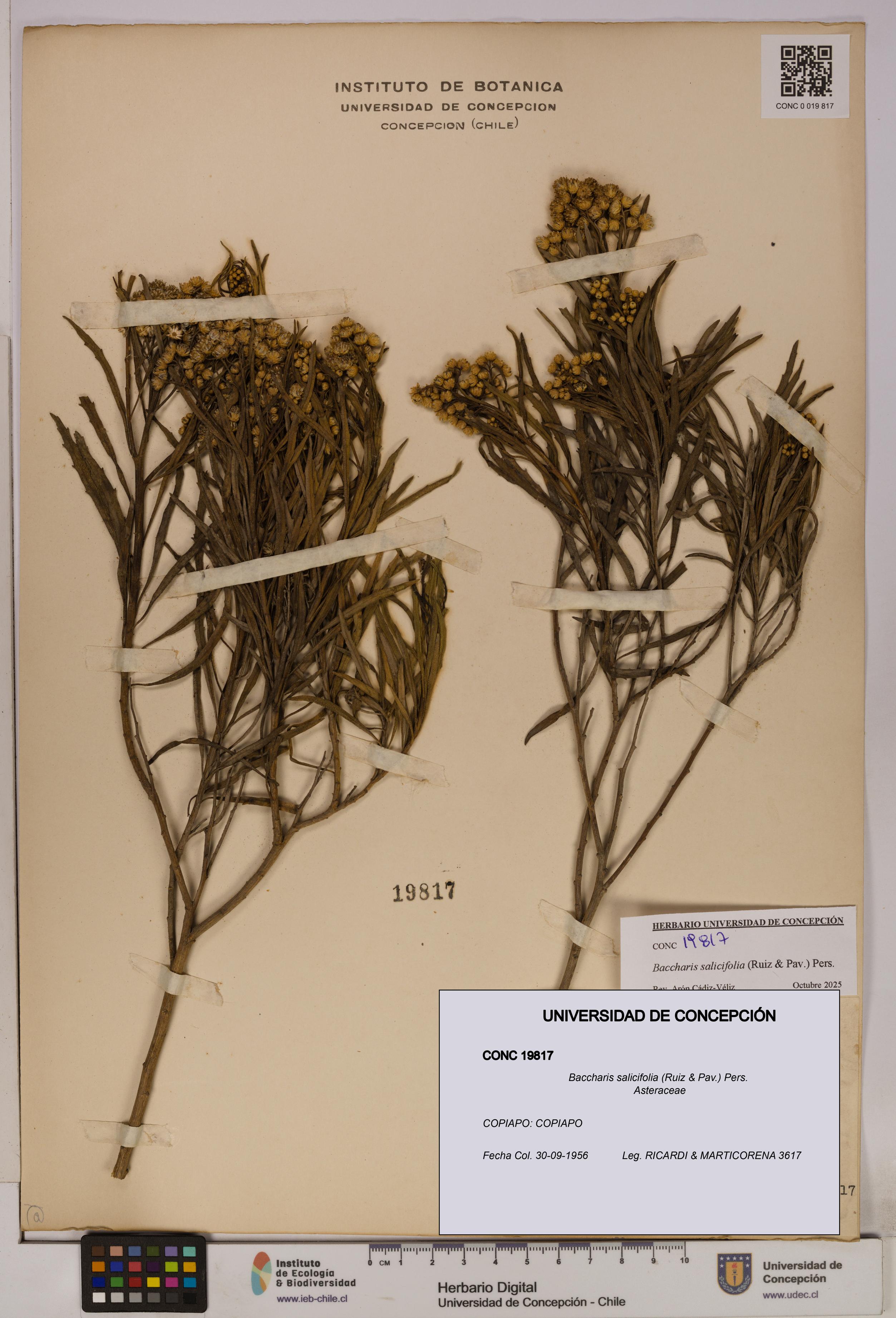 Baccharis salicifolia [Espécimen: UDEC:CONC:0019817]