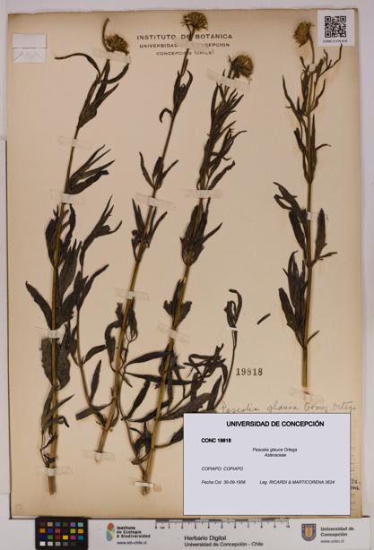 Pascalia glauca [Espécimen: UDEC:CONC:0019818]