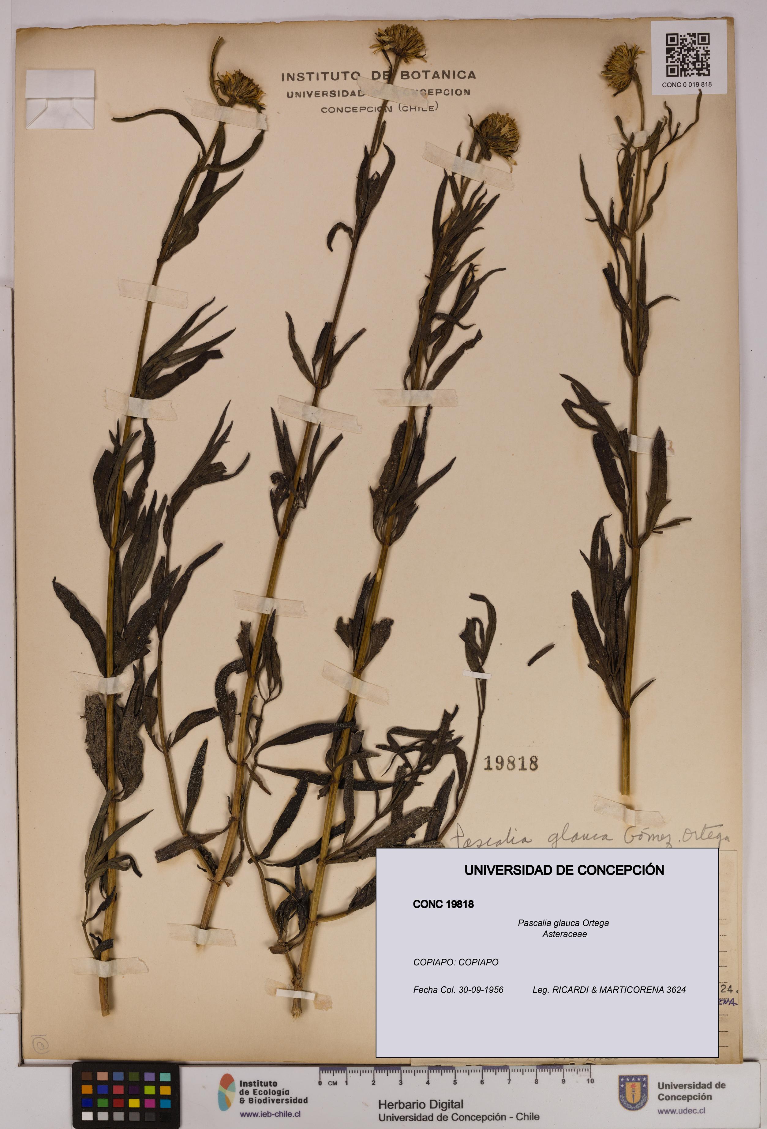 Pascalia glauca [Espécimen: UDEC:CONC:0019818]