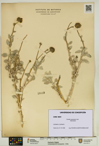 Encelia canescens [Espécimen: UDEC:CONC:0019819]