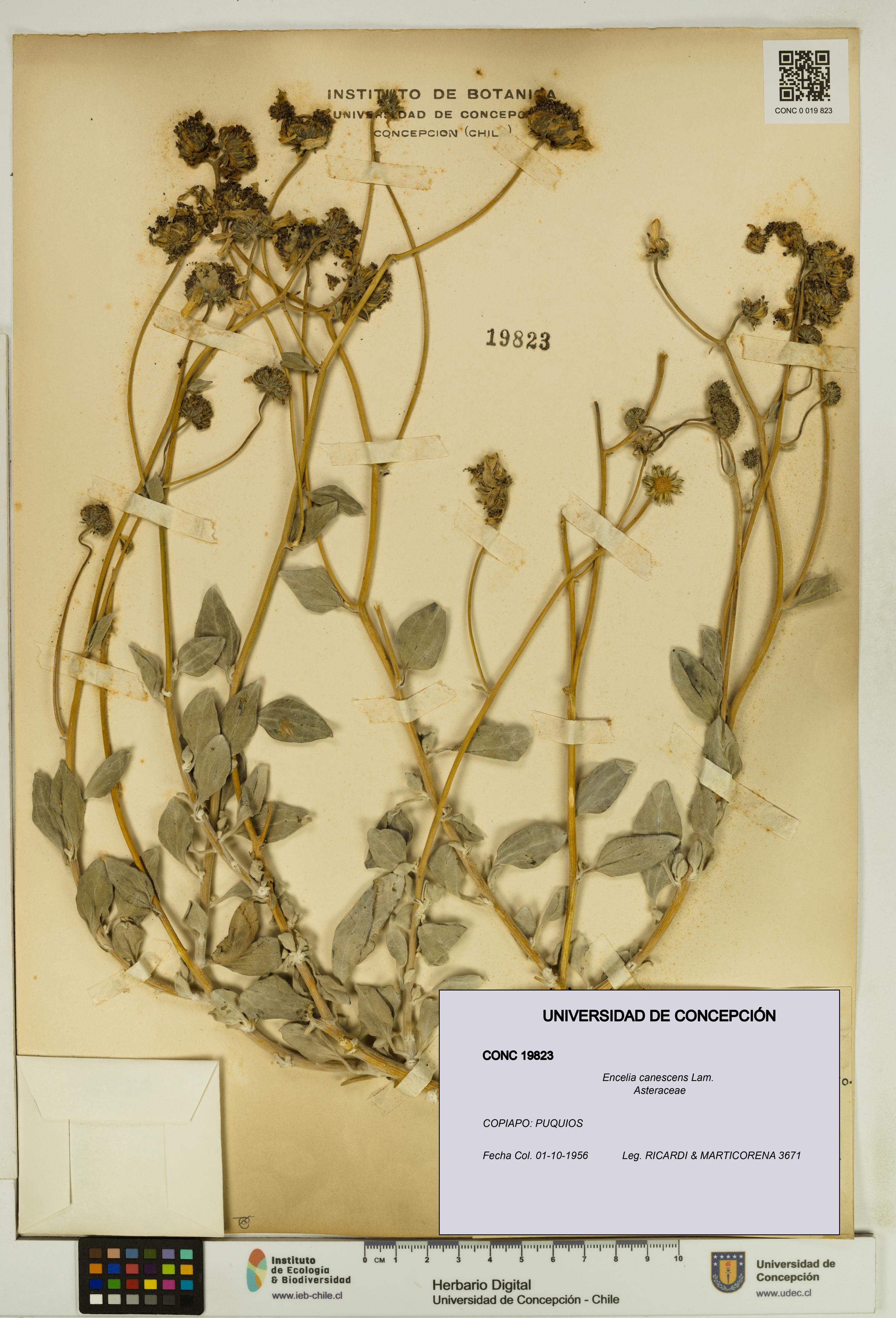 Encelia canescens [Espécimen: UDEC:CONC:0019823]