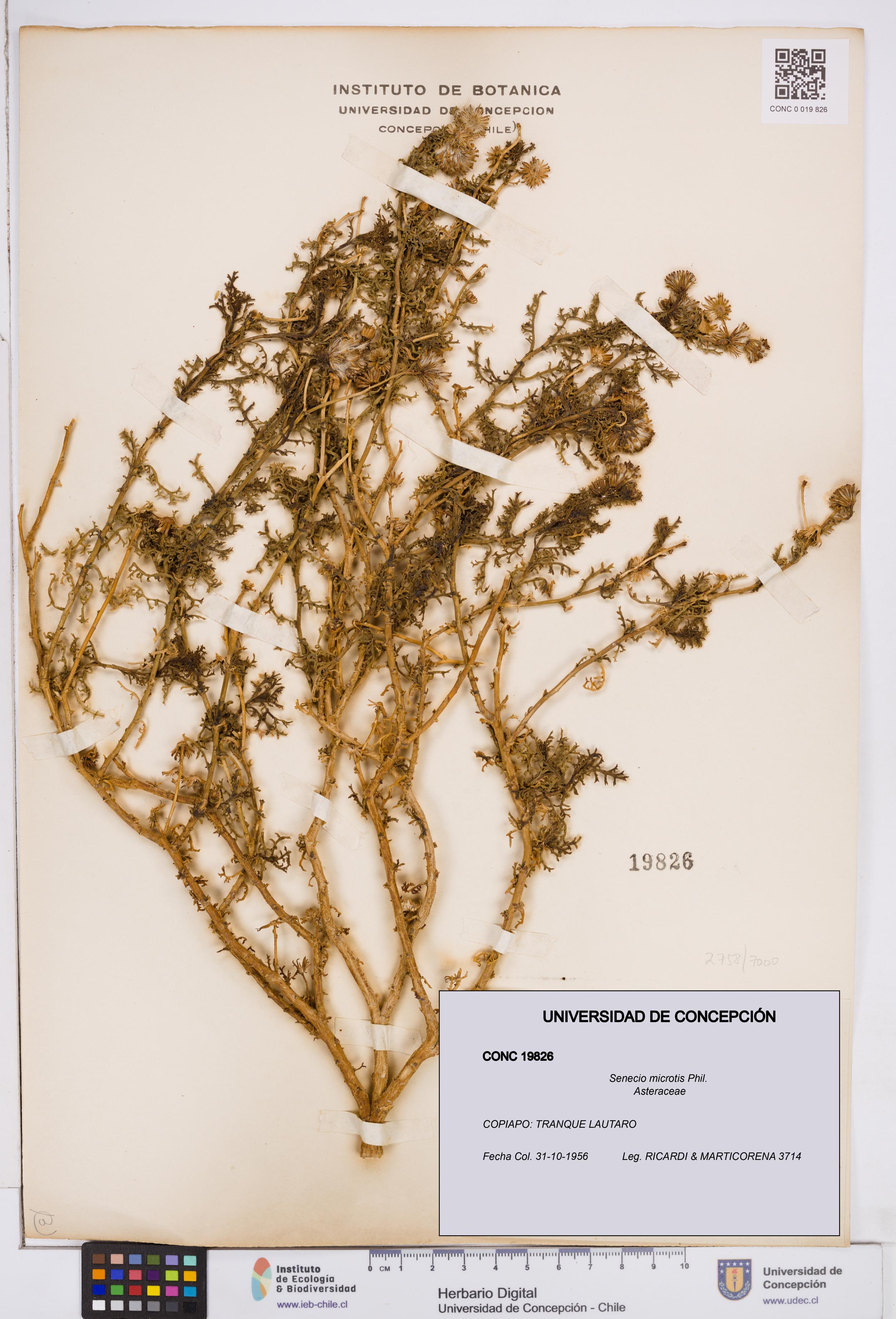 Senecio microtis [Espécimen: ]