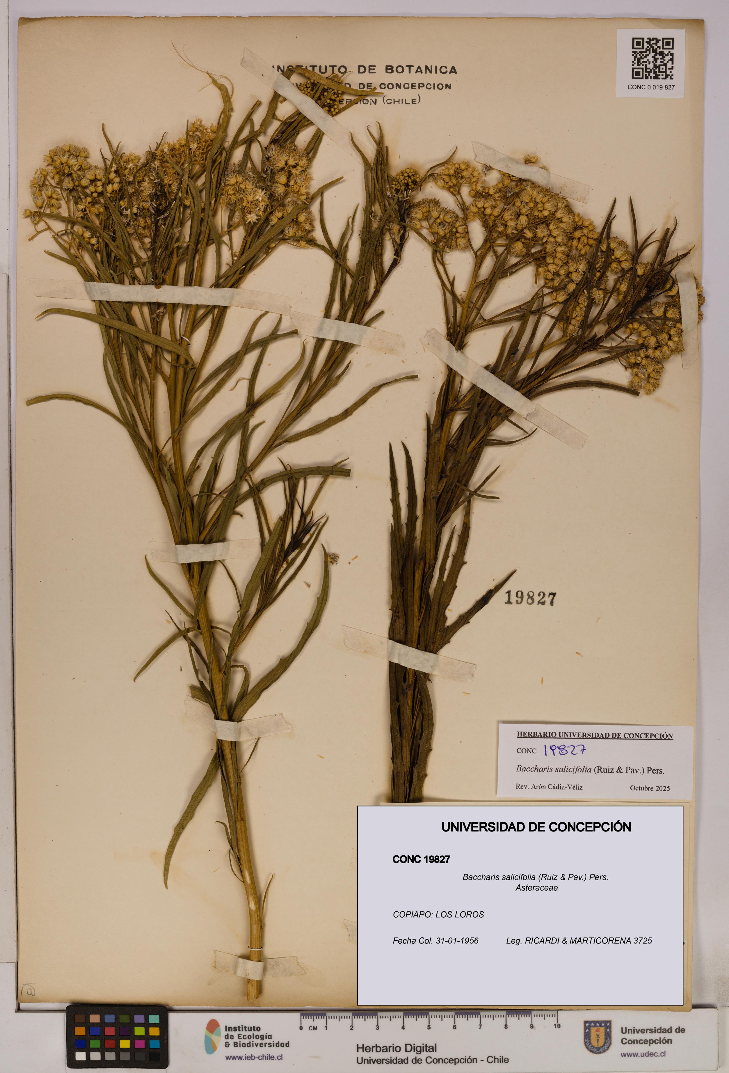 Baccharis salicifolia [Espécimen: UDEC:CONC:0019827]
