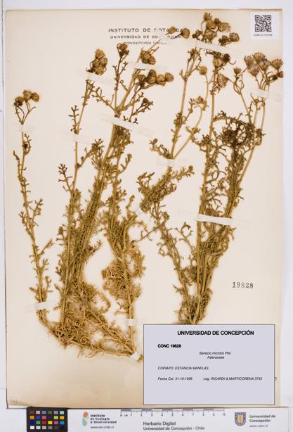 Senecio microtis [Espécimen: ]