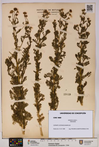 Anthemis cotula [Espécimen: UDEC:CONC:0019829]