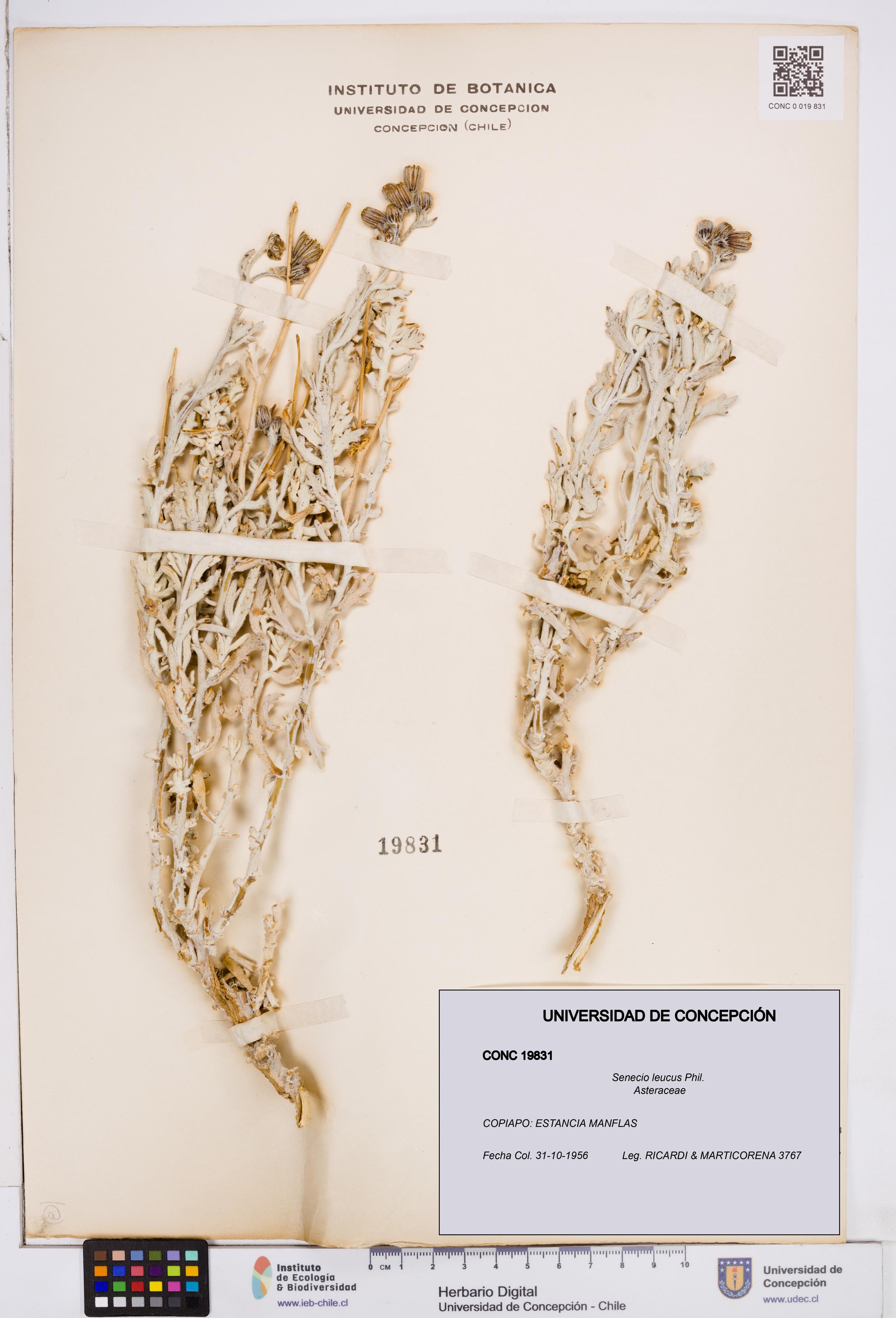 Senecio leucus [Espécimen: ]