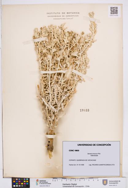 Senecio leucus [Espécimen: ]