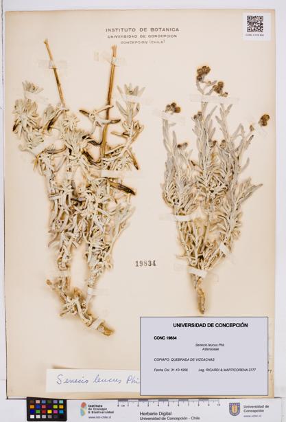 Senecio leucus [Espécimen: ]