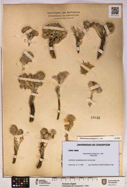 Chaetanthera philippii [Espécimen: UDEC:CONC:0019835]