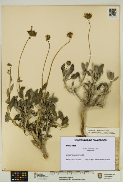 Encelia canescens [Espécimen: UDEC:CONC:0019836]
