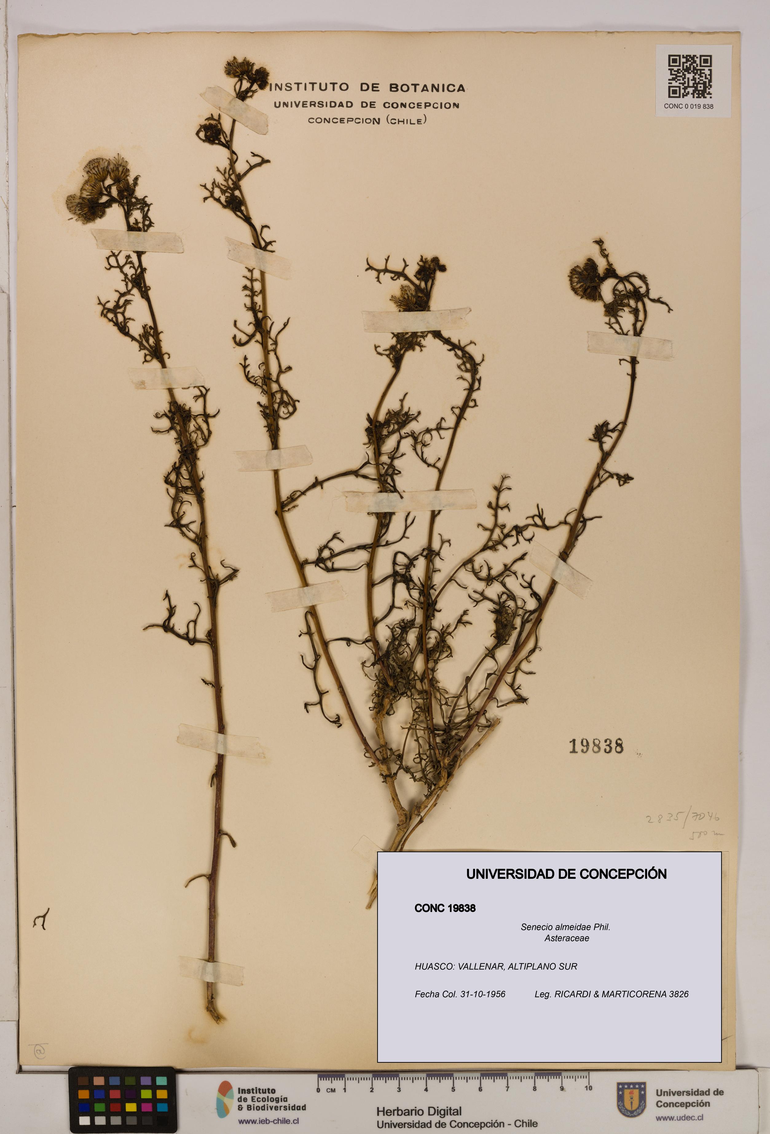 Senecio almeidae [Espécimen: UDEC:CONC:0019838]