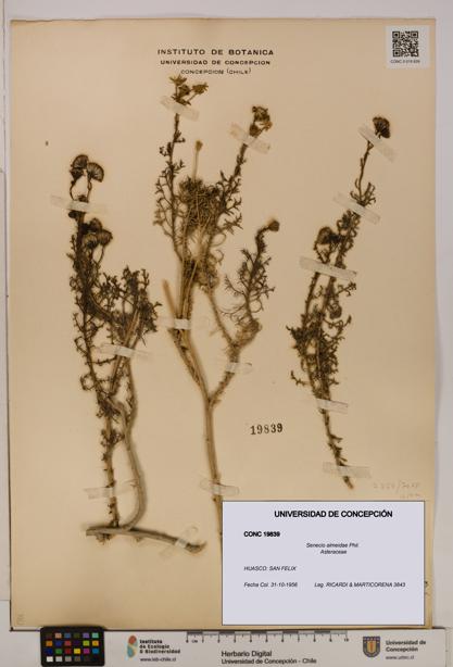 Senecio almeidae [Espécimen: UDEC:CONC:0019839]