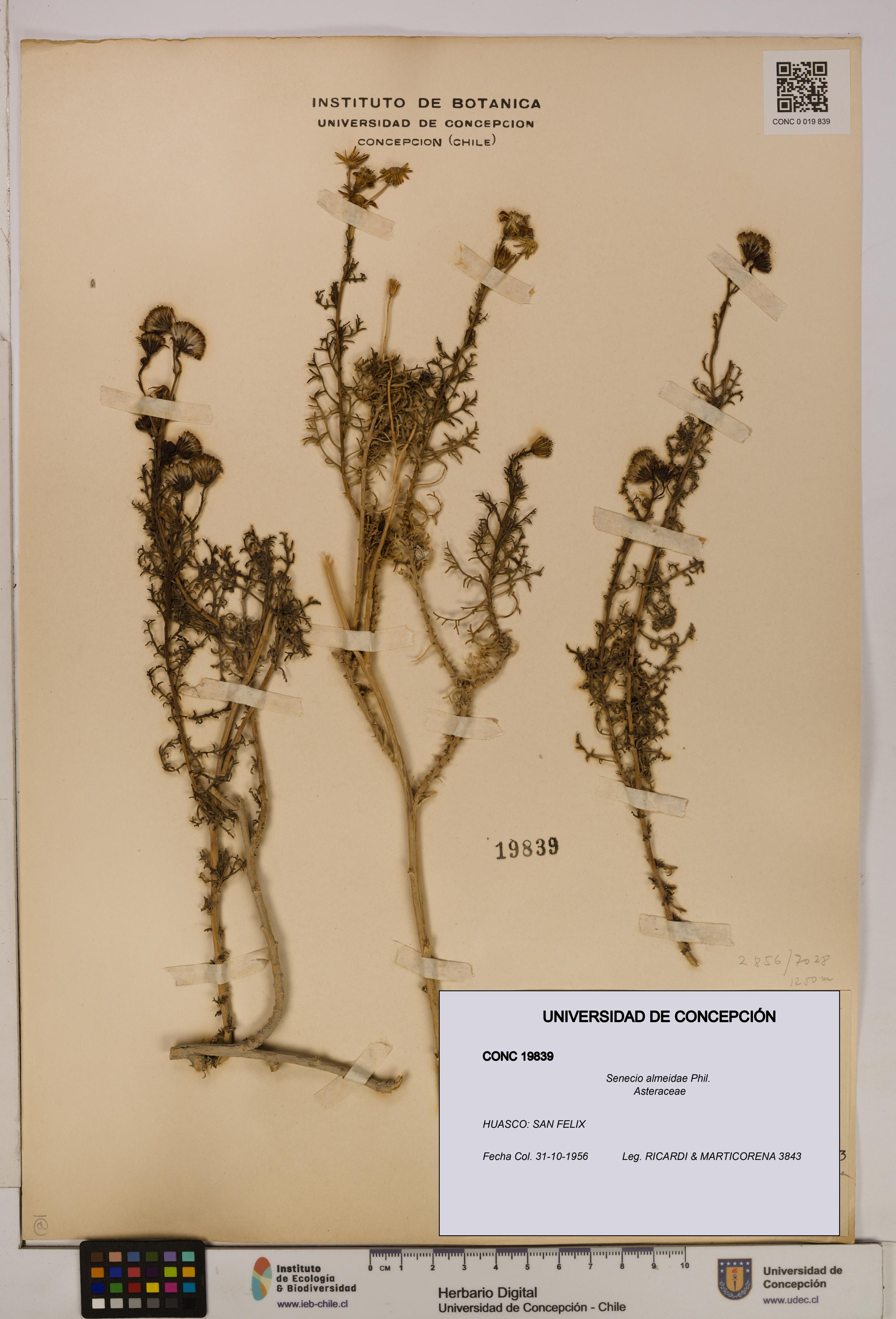 Senecio almeidae [Espécimen: UDEC:CONC:0019839]