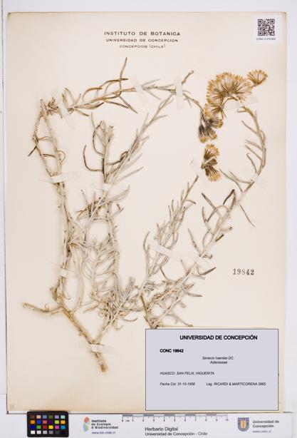 Senecio haenkei [Espécimen: ]