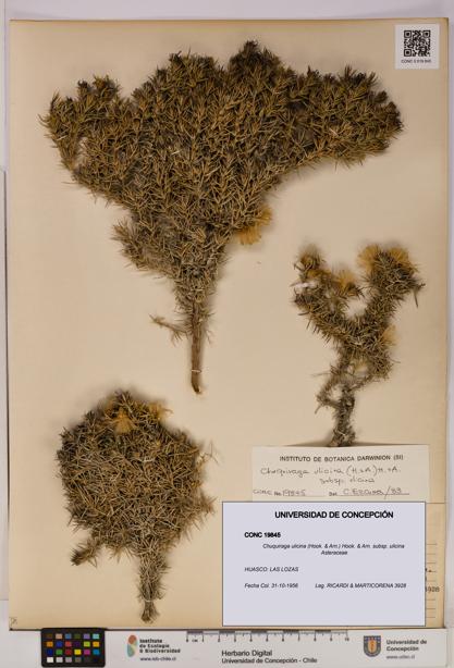 Chuquiraga ulicina subsp. ulicina [Espécimen: UDEC:CONC:0019845]