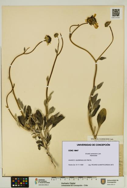 Encelia canescens [Espécimen: UDEC:CONC:0019847]