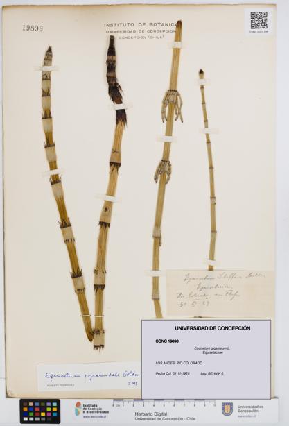 Equisetum giganteum [Espécimen: UDEC:CONC:0019896]