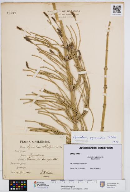Equisetum giganteum [Espécimen: UDEC:CONC:0019897]