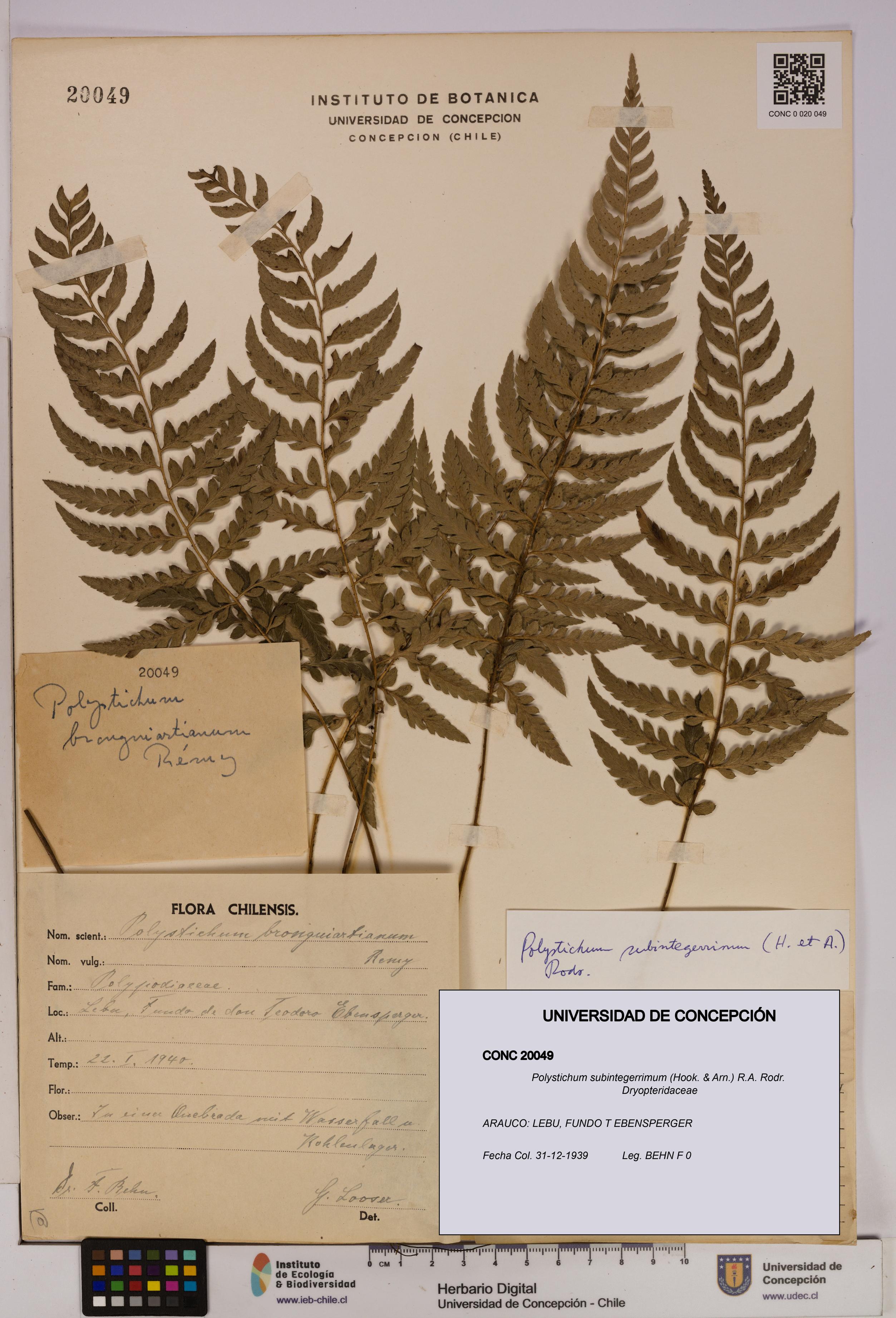 Polystichum subintegerrimum [Espécimen: UDEC:CONC:0020049]