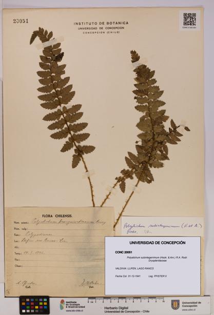 Polystichum subintegerrimum [Espécimen: UDEC:CONC:0020051]