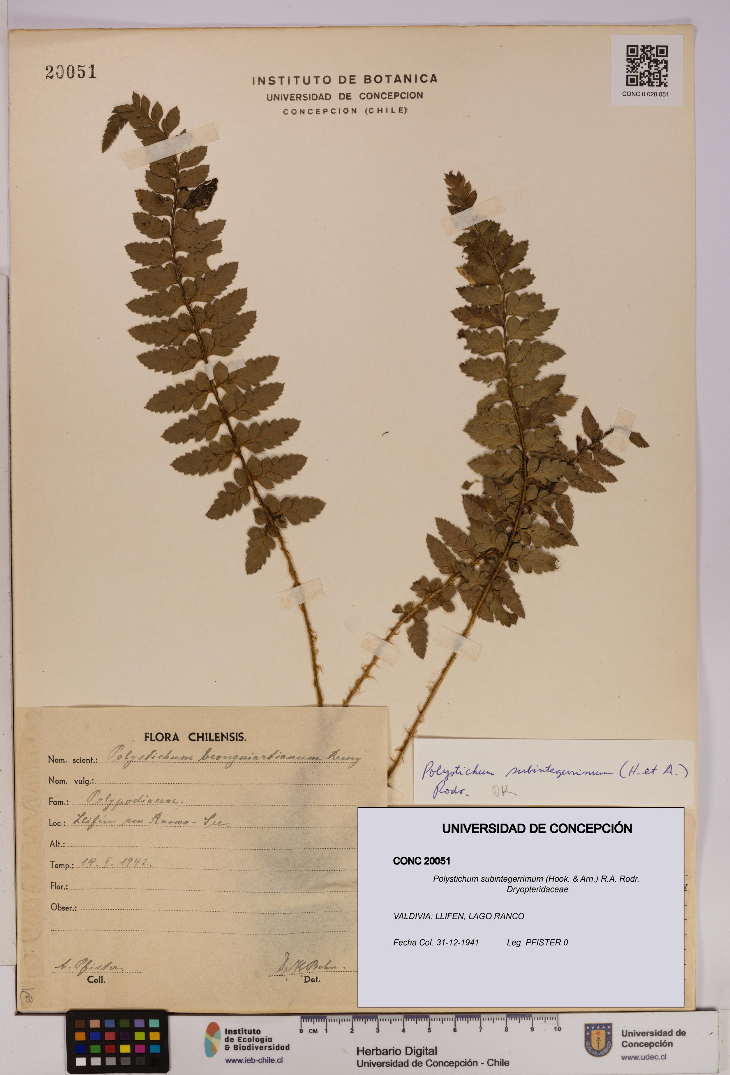 Polystichum subintegerrimum [Espécimen: UDEC:CONC:0020051]